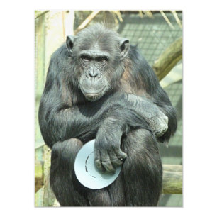 CHIMPANZEE PHOTO PRINT