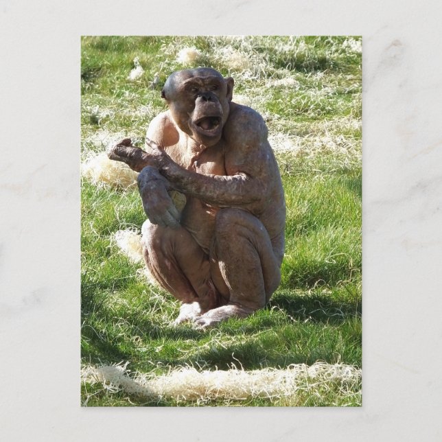 CHIMPANZEE POSTCARD (Front)