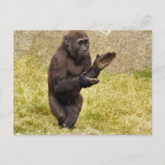 Chimpanzee Postcard