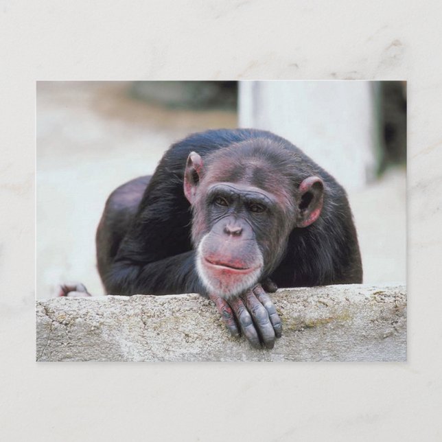 Chimpanzee postcard (Front)