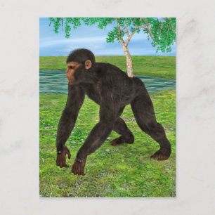 Chimpanzee Postcard