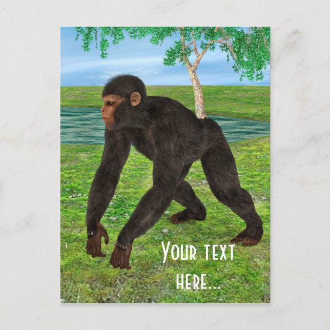 Chimpanzee Postcard (Front)