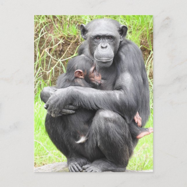 Chimpanzee Postcard (Front)