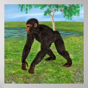 Chimpanzee Poster