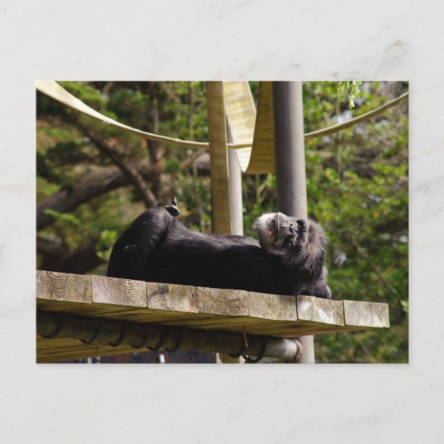 Chimpanzee Resting Postcard (Front)