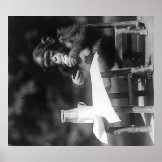 Chimpanzee Seated at Table at National Zoo Poster (Front)