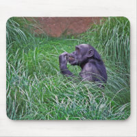 Chimpanzee Sitting In Tall Grass