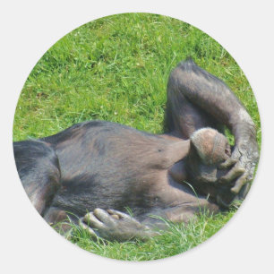 Chimpanzee - Sticker