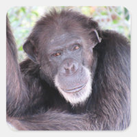 Chimpanzee Stickers