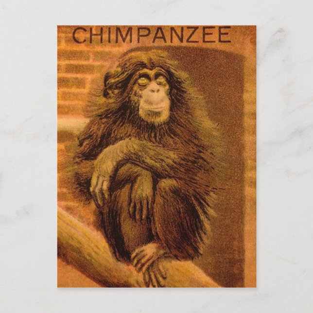 Chimpanzee Vintage Magic Lantern Slide 1890s Postcard (Front)