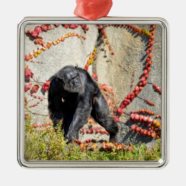 Chimpanzee walking on grass postcard square sticke metal tree decoration (Front)