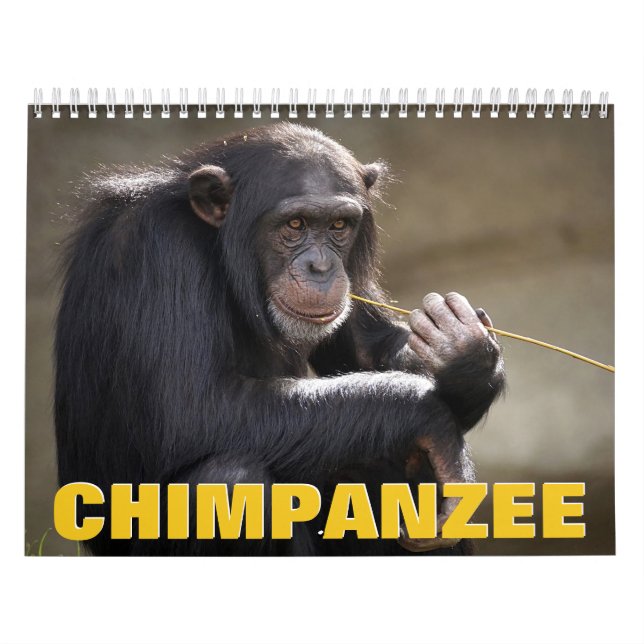 Chimpanzee Wall Calendar (Cover)