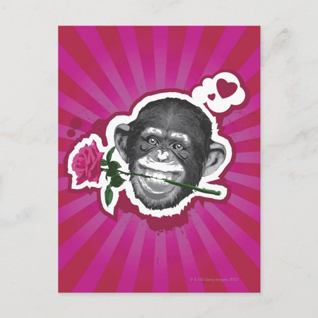 Chimpanzee with a Rose in his Mouth Postcard (Front)