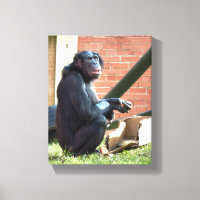 CHIMPANZEES