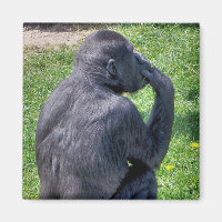 CHIMPANZEES