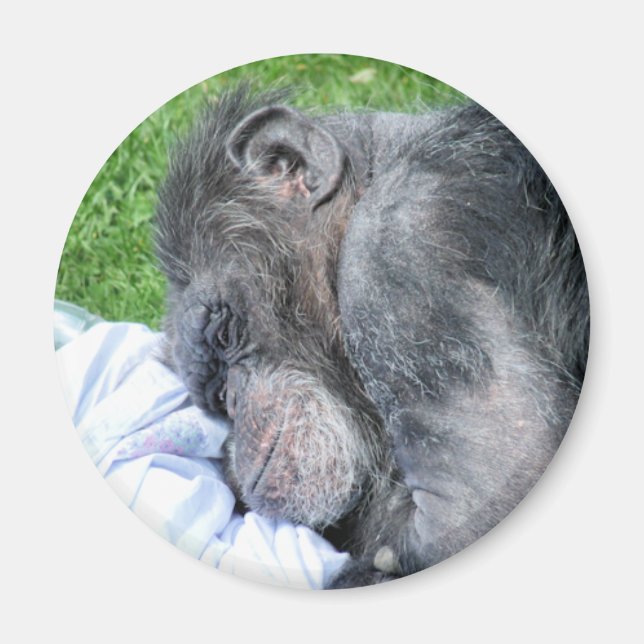 CHIMPANZEES MAGNET (Front)