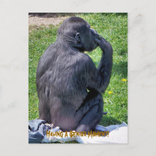 CHIMPANZEES POSTCARD