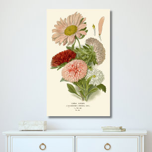 China Asters – Exquisite Vintage Floral Botanical  Canvas Print