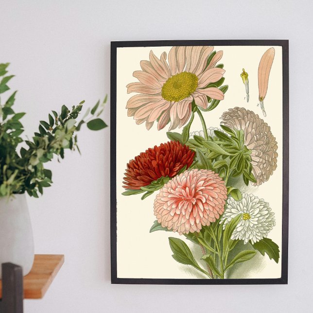 China Asters – Exquisite Vintage Floral Botanical  Poster (Creator Uploaded)