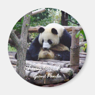 China, Chengdu, Giant Panda (Magnet) Magnet