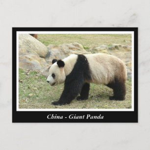 China, Giant panda Postcard