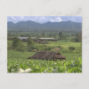 China Herbal Meditional Plants harvesting Yunnan Postcard