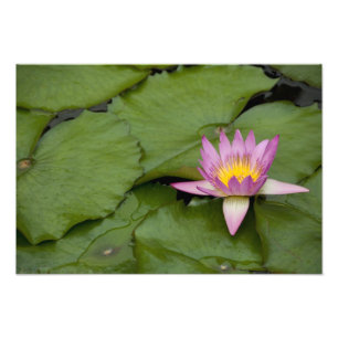 China, Hong Kong, New Territories. Chi Lin Photo Print