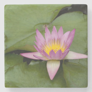 China, Hong Kong, New Territories. Chi Lin Stone Coaster