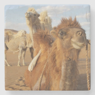 China, Inner Mongolia, Badain Jaran Desert 2 Stone Coaster