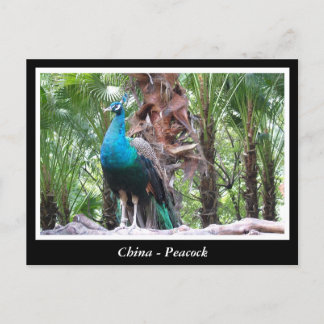 China, peacock postcard