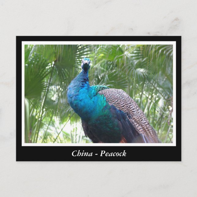 China, peacock postcard (Front)