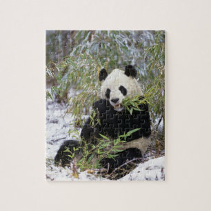 China, Sichuan Province. Giant Panda feeds on Jigsaw Puzzle