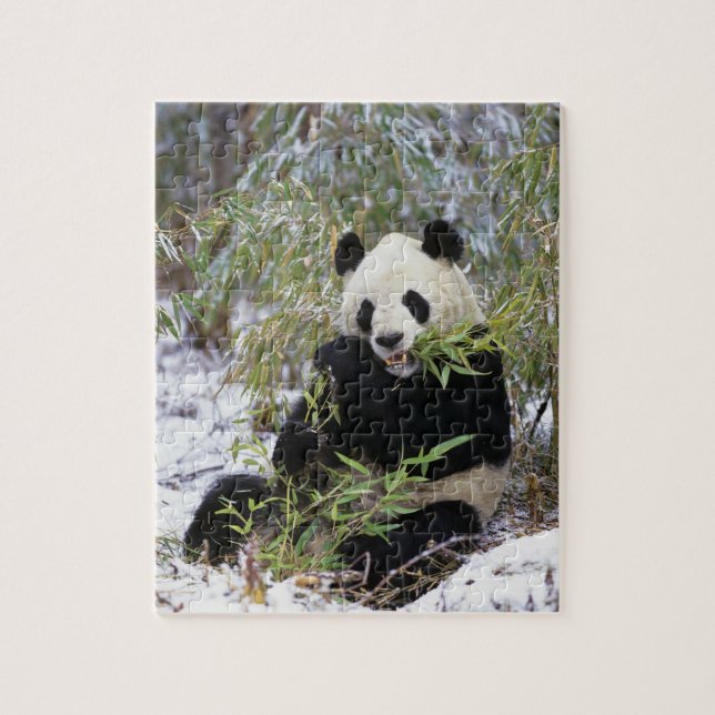China, Sichuan Province. Giant Panda feeds on Jigsaw Puzzle (Vertical)