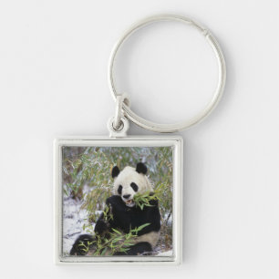 China, Sichuan Province. Giant Panda feeds on Key Ring