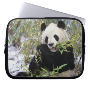 China, Sichuan Province. Giant Panda feeds on Laptop Sleeve