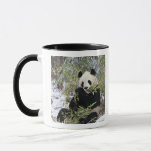 China, Sichuan Province. Giant Panda feeds on Mug