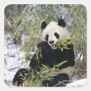 China, Sichuan Province. Giant Panda feeds on Square Sticker