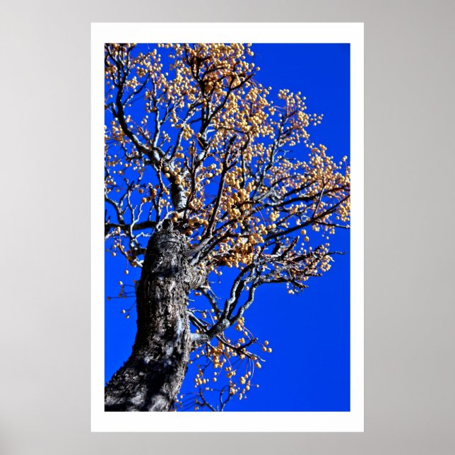 Chinaberry Tree against Azure Sky Poster (Front)