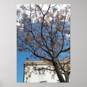 Chinaberry Tree in Lisbon Poster