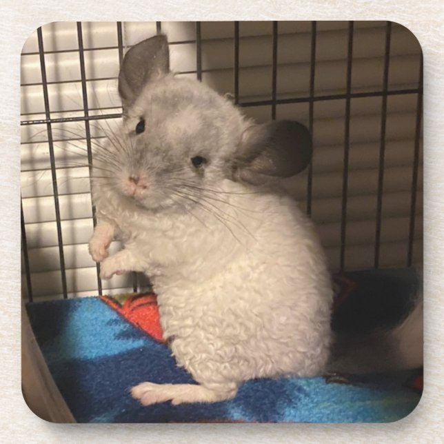 Chinchilla Coaster (Front)
