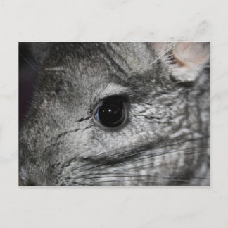 chinchilla eye close up postcard