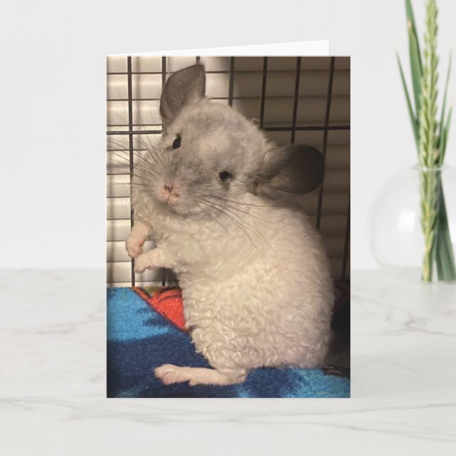 Chinchilla folded greeting card (Front)