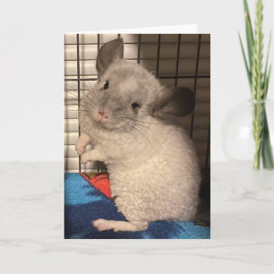 Chinchilla folded greeting card