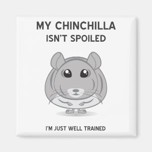 Chinchilla Isn't Spoiled Magnet
