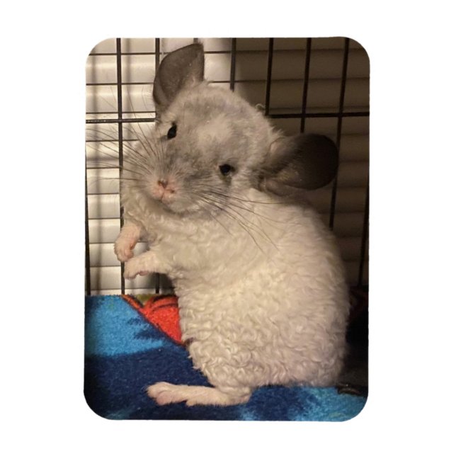 chinchilla magnet (Vertical)