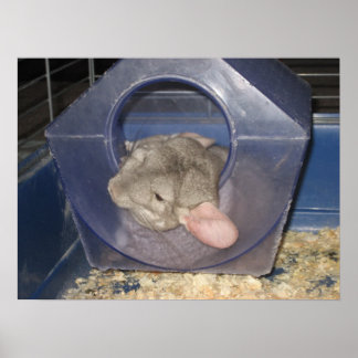 Chinchilla mum catching a few Zzzzz's Poster
