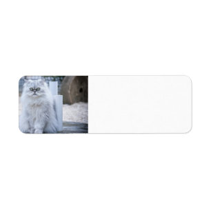 chinchilla persian