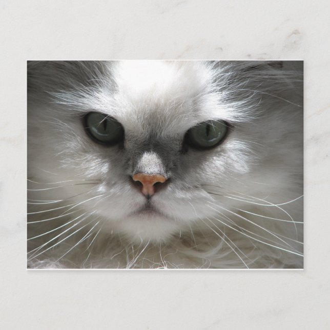 Chinchilla Persian Cat Postcard (Front)