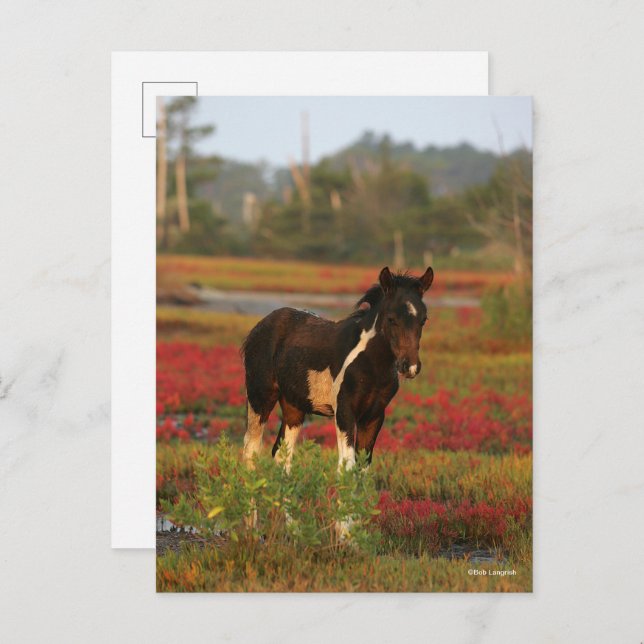 Chincoteague Foal Standing In Red Flowers Postcard (Front/Back)