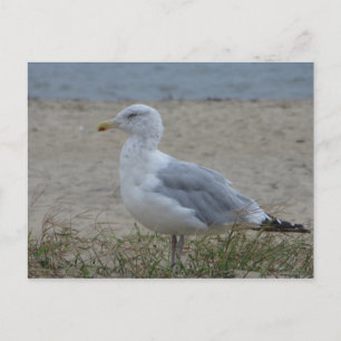 Chincoteague Gull Postcard